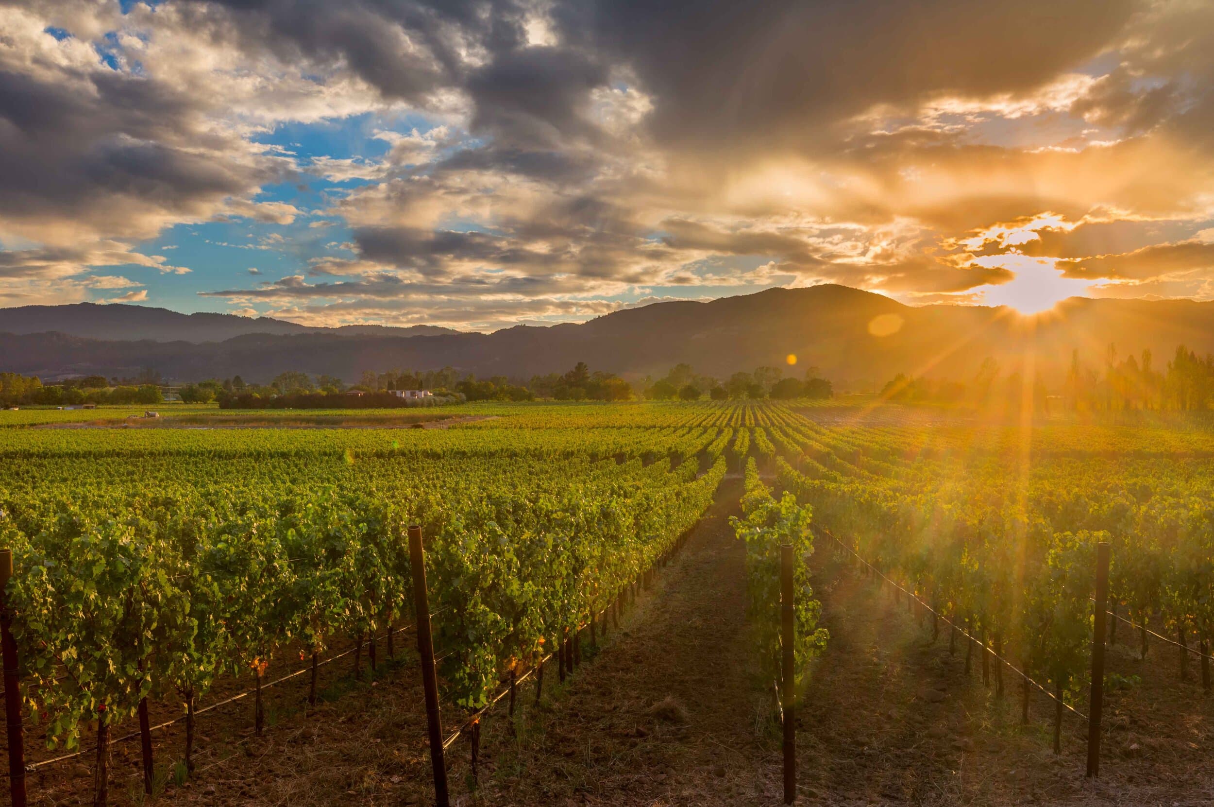 Beautiful vineyard landscape